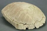 Oligocene Fossil Tortoise (Stylemys) - South Dakota #269871-2
